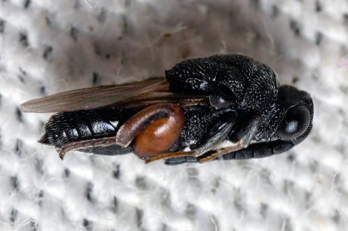 Antrocephalus hypsopygiae